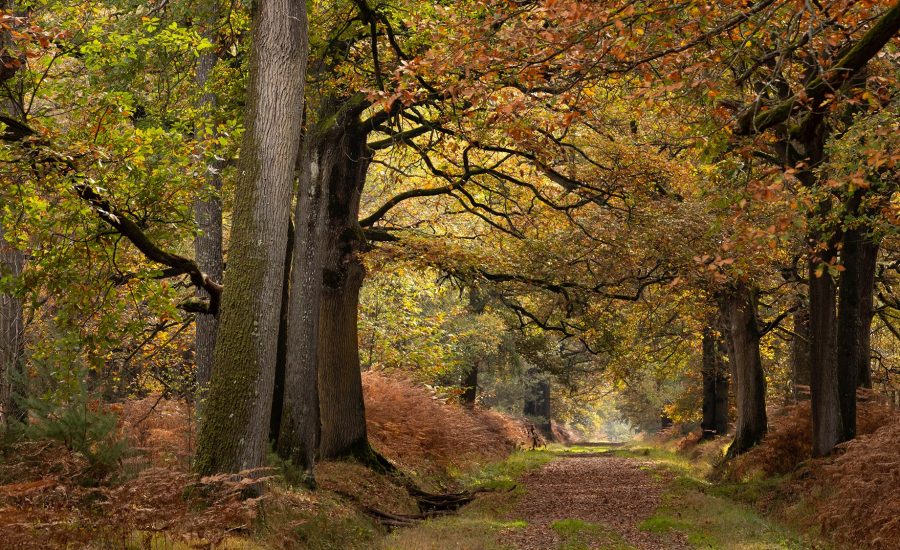 Forêt de chênes