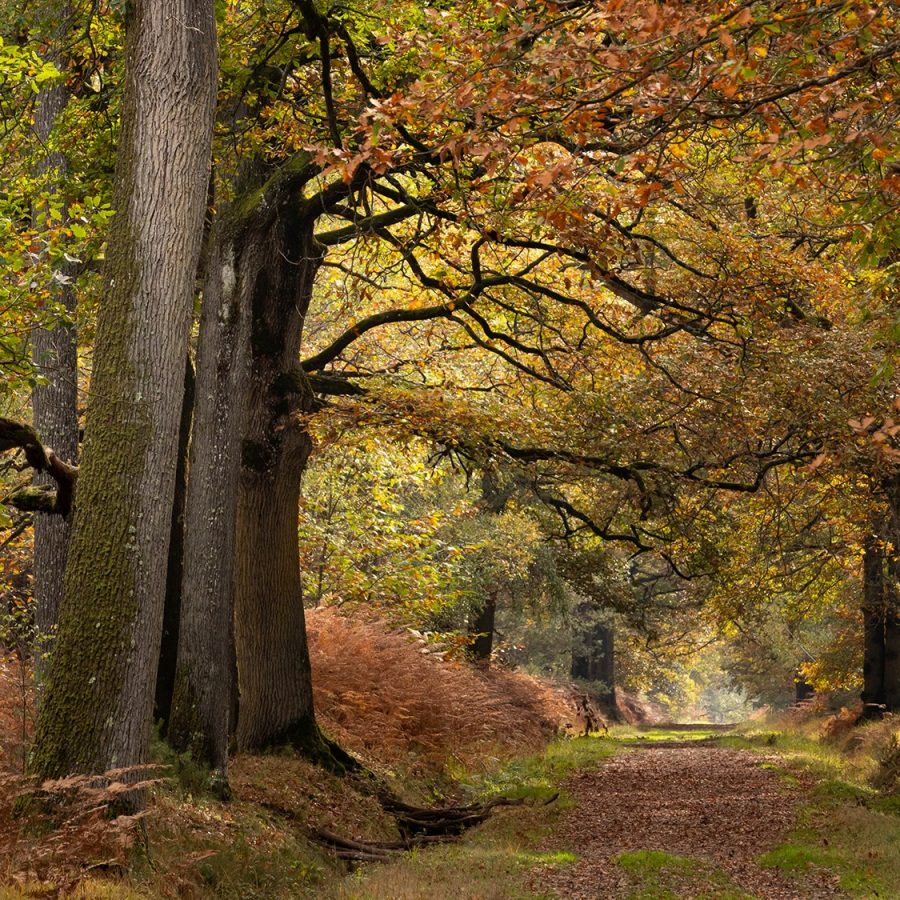 Forêt de chênes